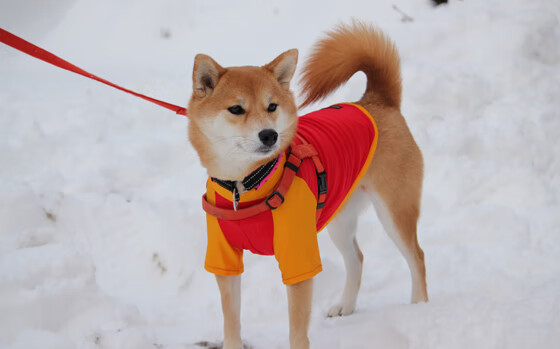 跨洋终局，马刺窒息防守终结广东，东契奇41分诠释冠军基因