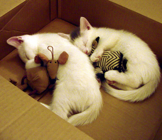 火焰与水纹，深圳行云单节燎原，哈利伯顿数字河流刷新天穹