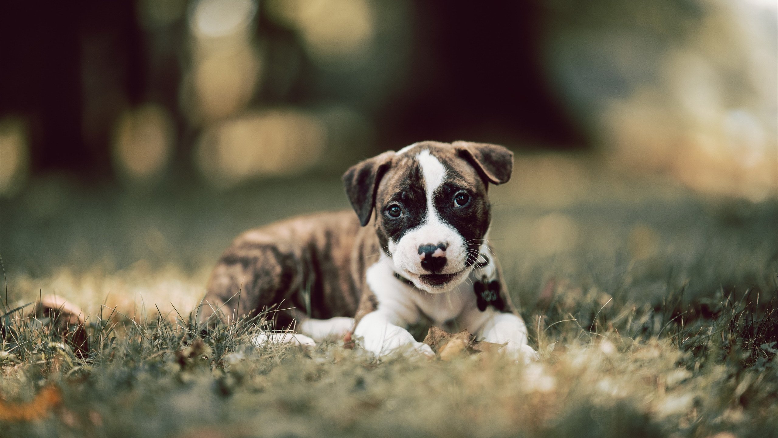 跨越大洋的终极对决,拉梅洛·鲍尔用无解表现书写全场最佳无争议传奇