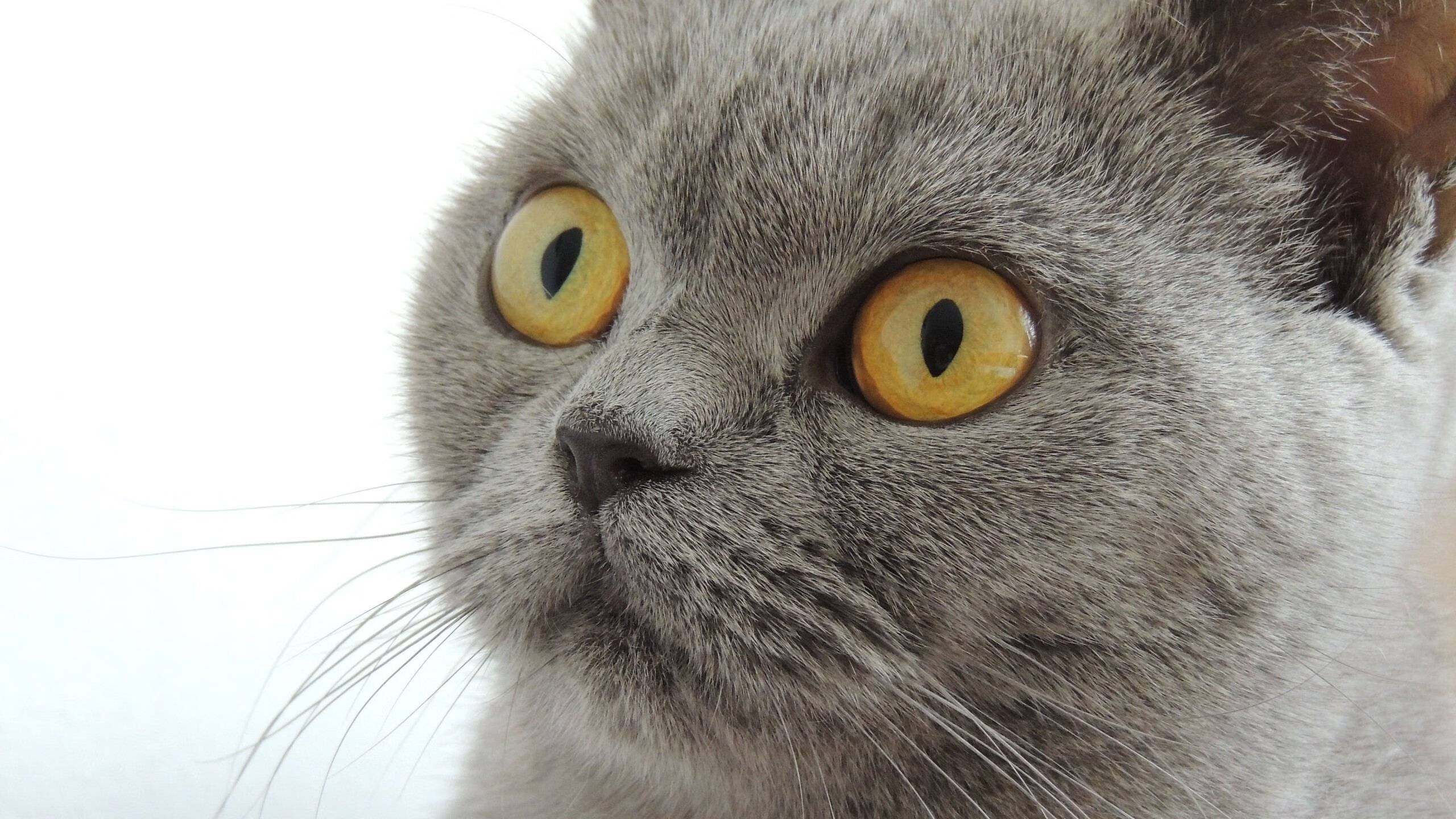 坚盾与利刃,马赛的防守锁链下,三笘薰如何刺穿美国心脏