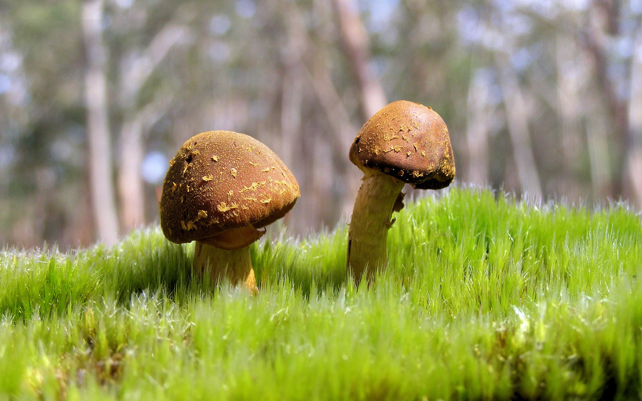 淬火少年一剑封喉,萨卡划破2026不眠之夜