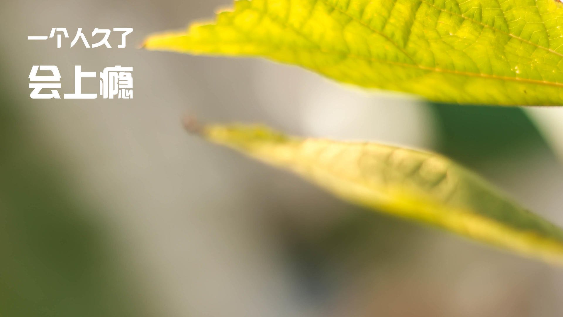 极速双城记，从F1巴林揭幕战的引擎轰鸣，到圣西罗与波兰铁骑的绿茵鏖战