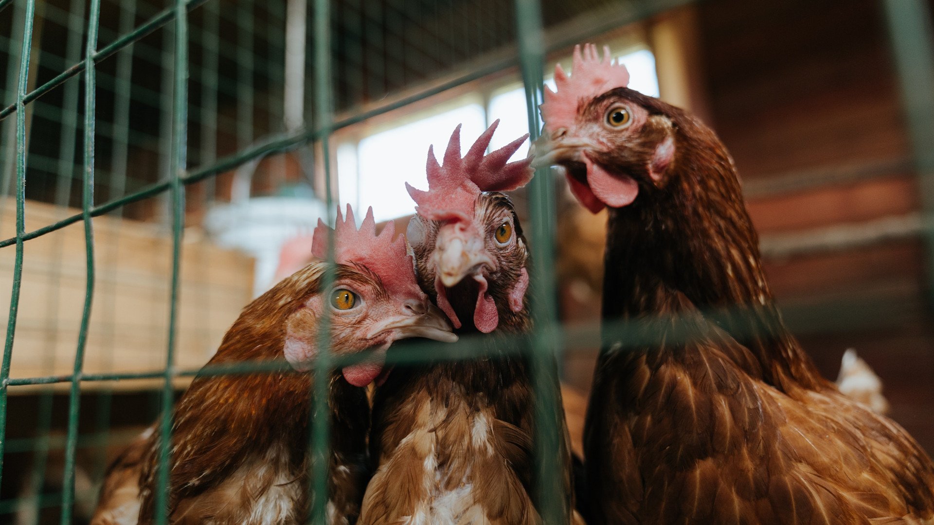 冰与火之歌，当F1收官战遇见东北虎的咆哮