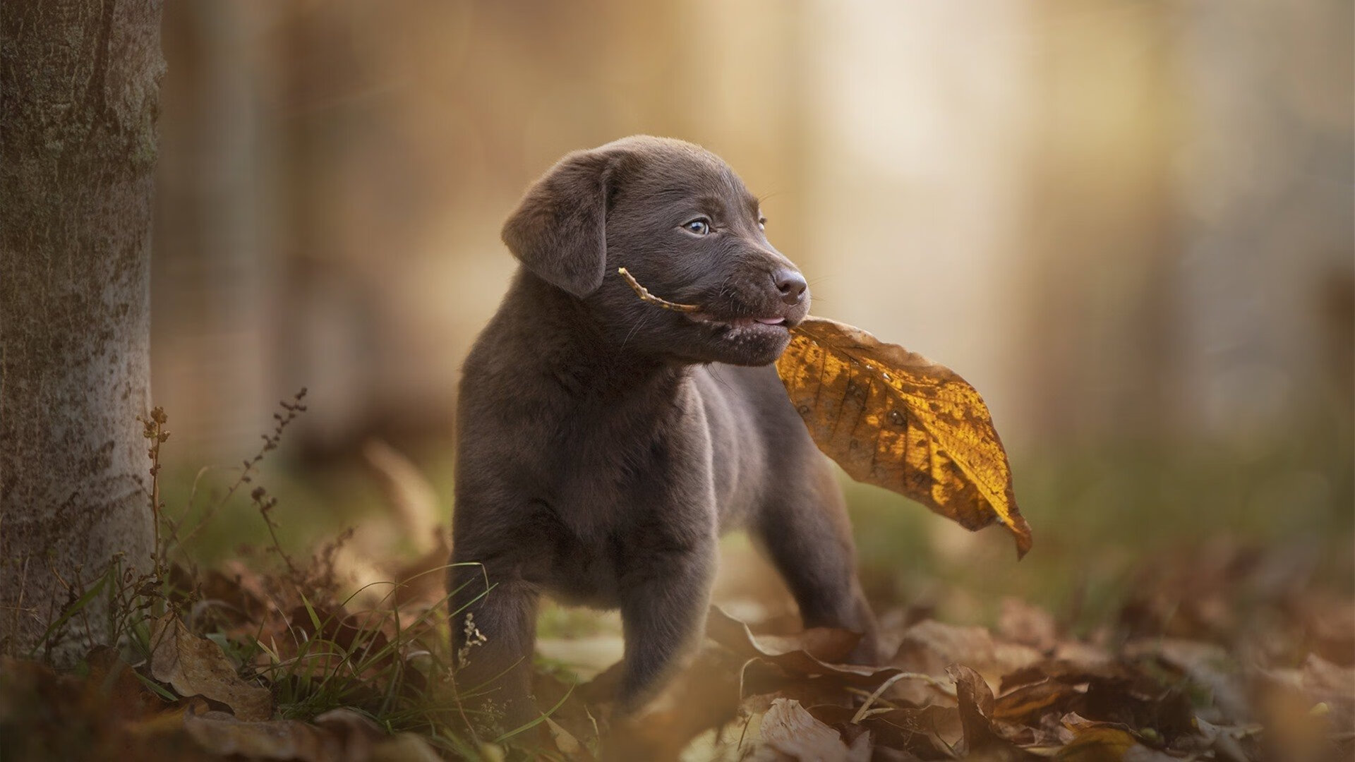 历史之夜,阿圭罗终场绝杀助勒沃库森友谊赛险胜巴西,改写足球叙事