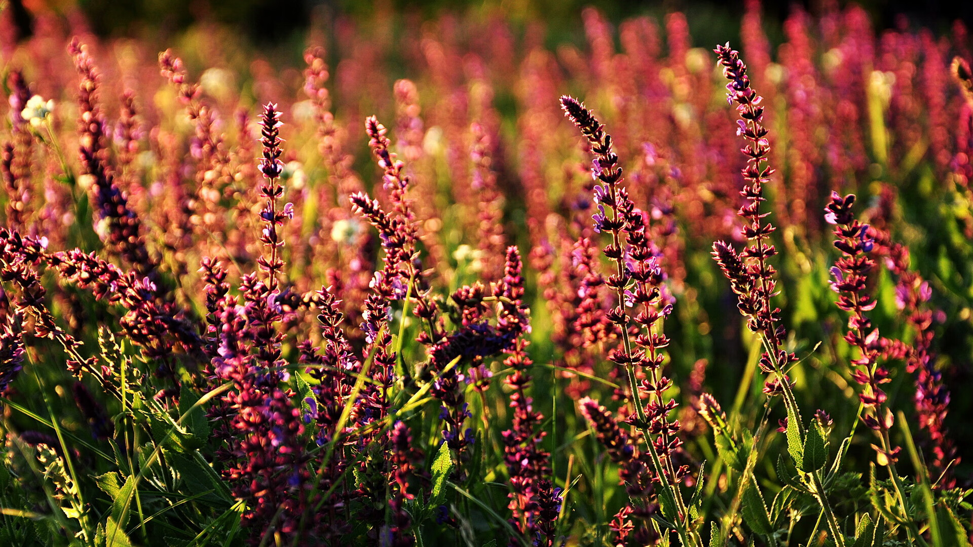 硬仗！美国男篮险胜土耳其，坎特化身守护神