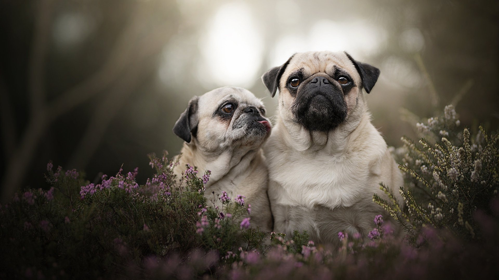 奥运周期关键战，黄蜂如何强行终结快船，写下命运分水岭？