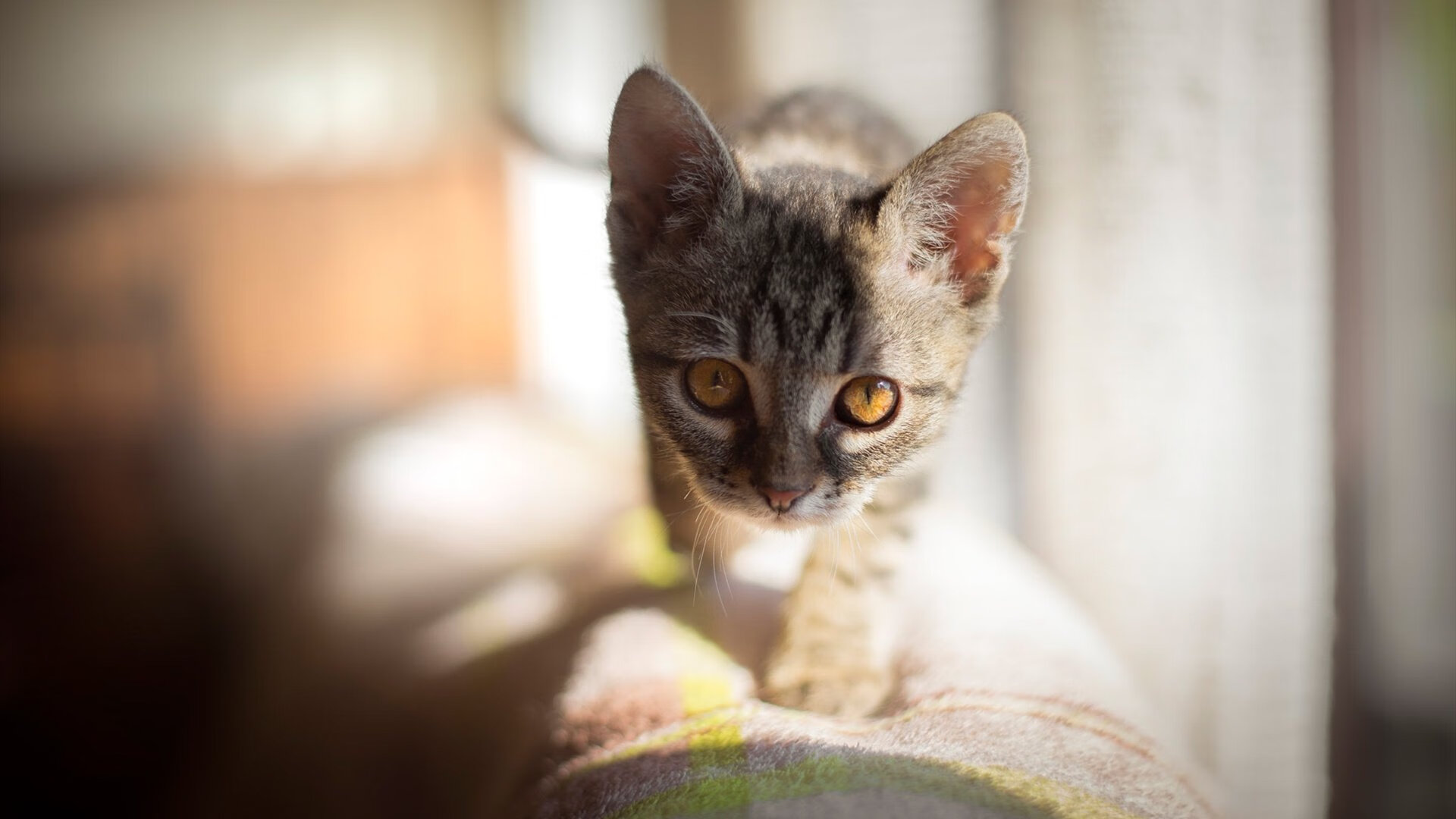 皇马击溃尼斯,阿什拉夫定义胜利,一位边路核弹如何重新书写现代边后卫的法则