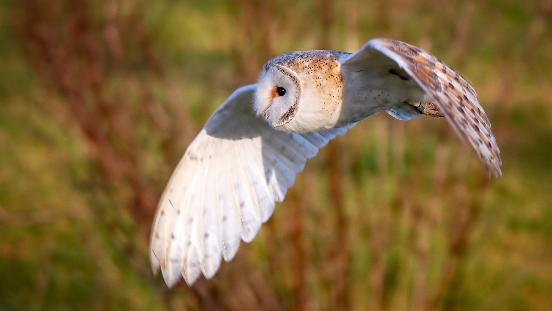 莫兰特燃尽星辰照亮长夜，76人沉默着带走胜利