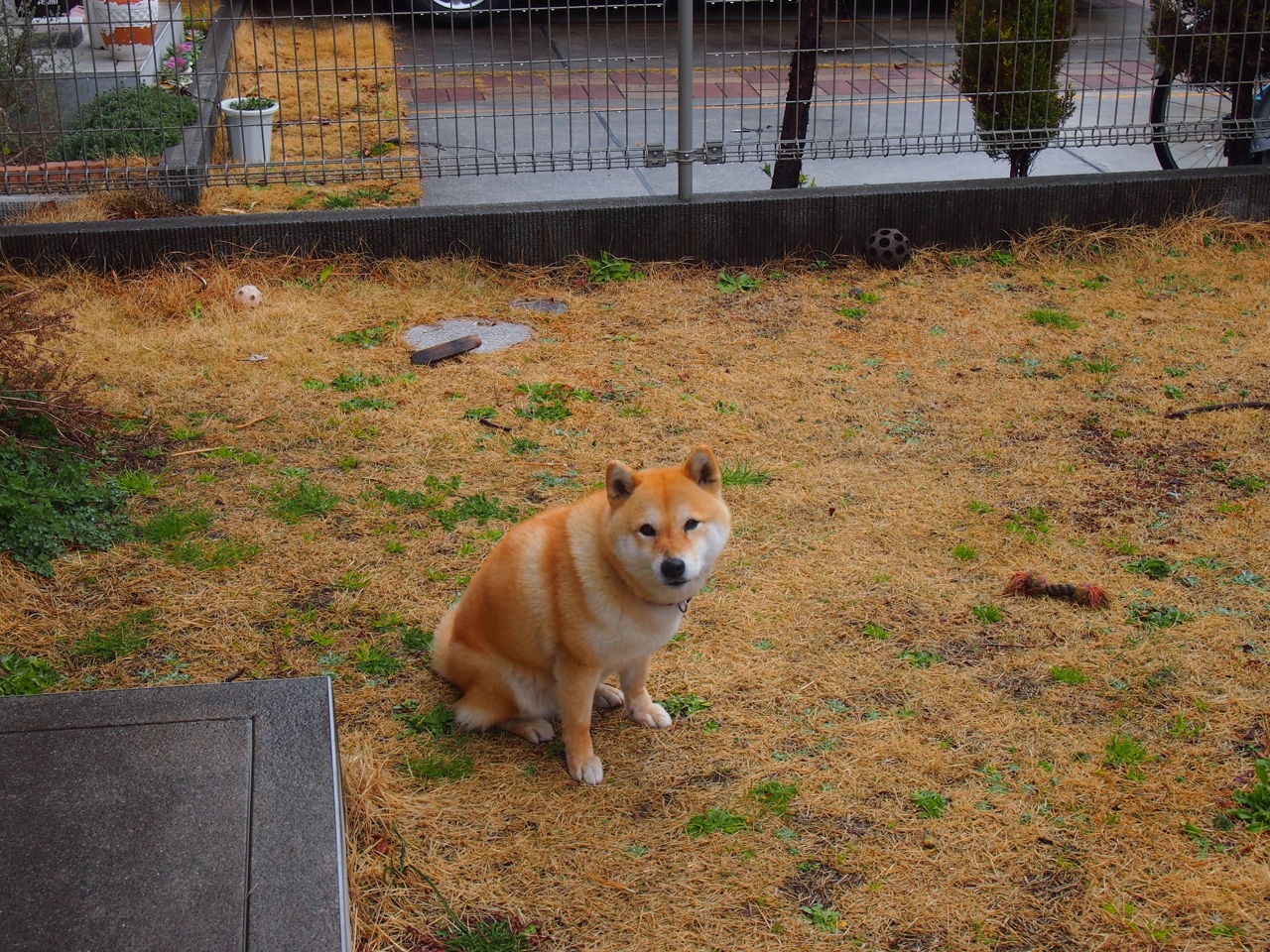 跨界风云，荷兰险胜里昂后，佩德里如何NBA总决赛一战封神