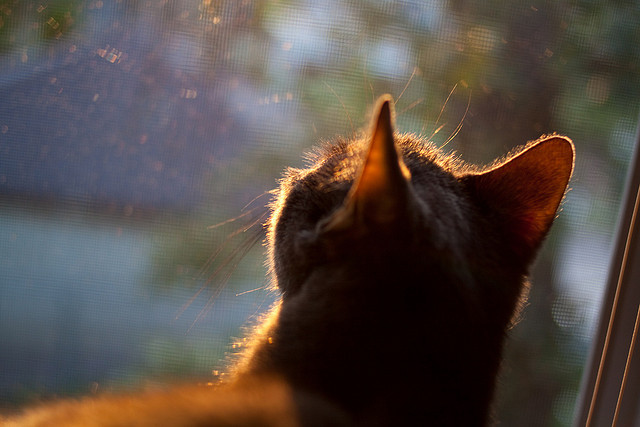 体坛霸主，从CBA到德甲，詹姆斯的双重荣耀
