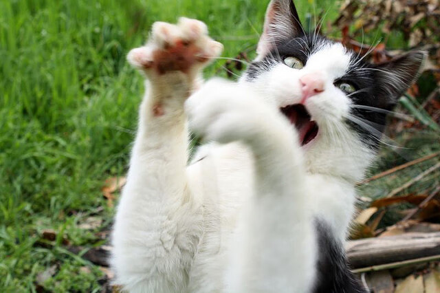 英超争冠之夜，拉文的制胜一击，铸就历史唯一