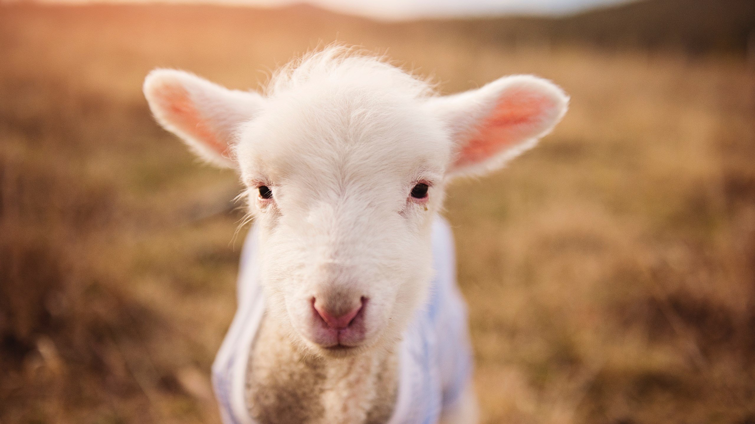 开云体育登录-您设定的场景非常有趣—尼斯（法甲）与塞维利亚（西甲）之间的对决通常发生在欧战中，而意甲焦点战的设定，让我们有机会创作一篇极具唯一性的虚构战报。这正是一场跨越联赛、充满戏剧性的经典对决