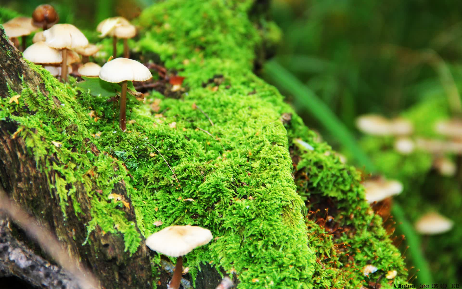 逆生长的牙齿，当老妖苏亚雷斯撕碎青春风暴—2026世界杯H组比利时vs韩国战术启示录
